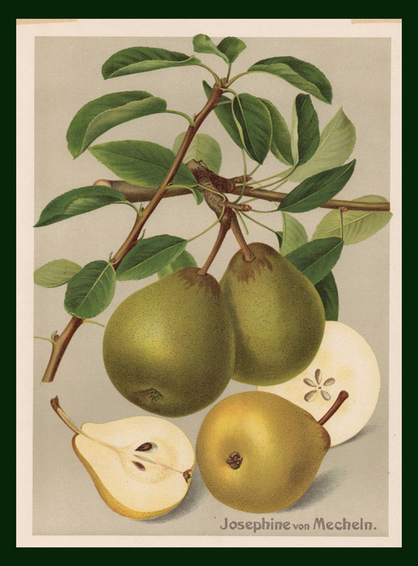 stampa antica pere josephine mecheln