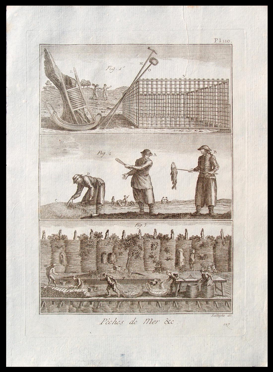 stampa antica pesca merluzzo americano