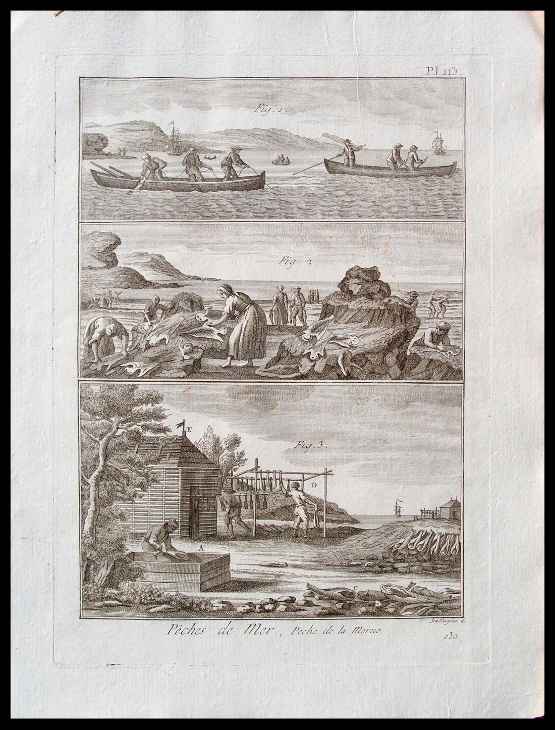 stampa antica pesca merluzzo