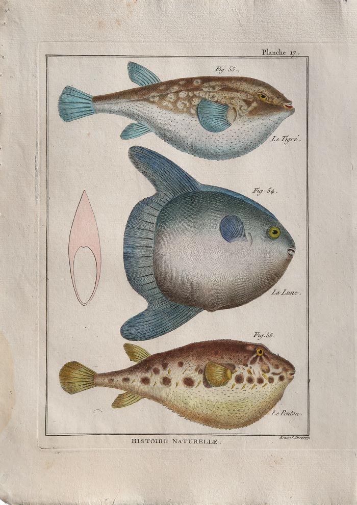 stampa antica pesce luna