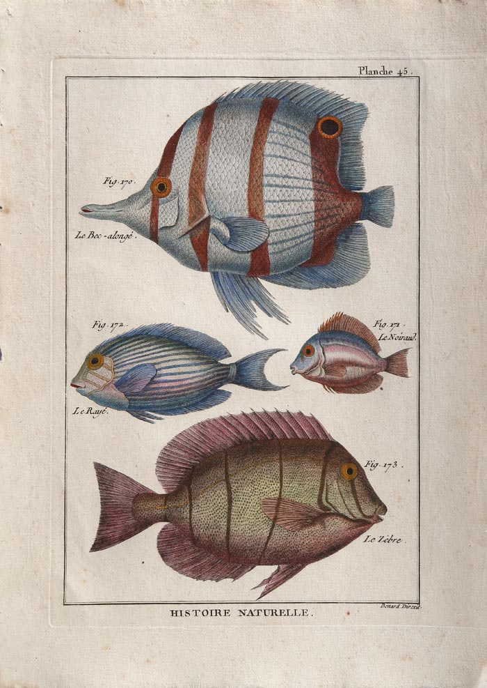 stampa antica pesce farfalla