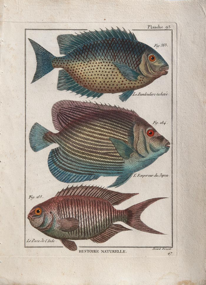 stampa antica pesci tropicali
