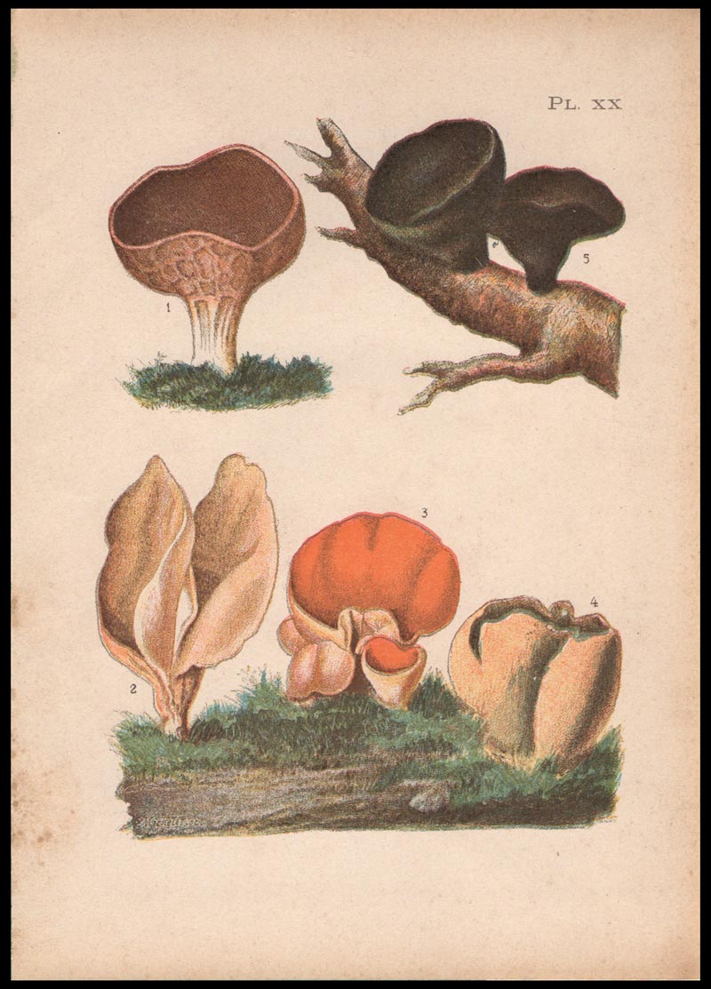 stampa antica fungo peziza onotica
