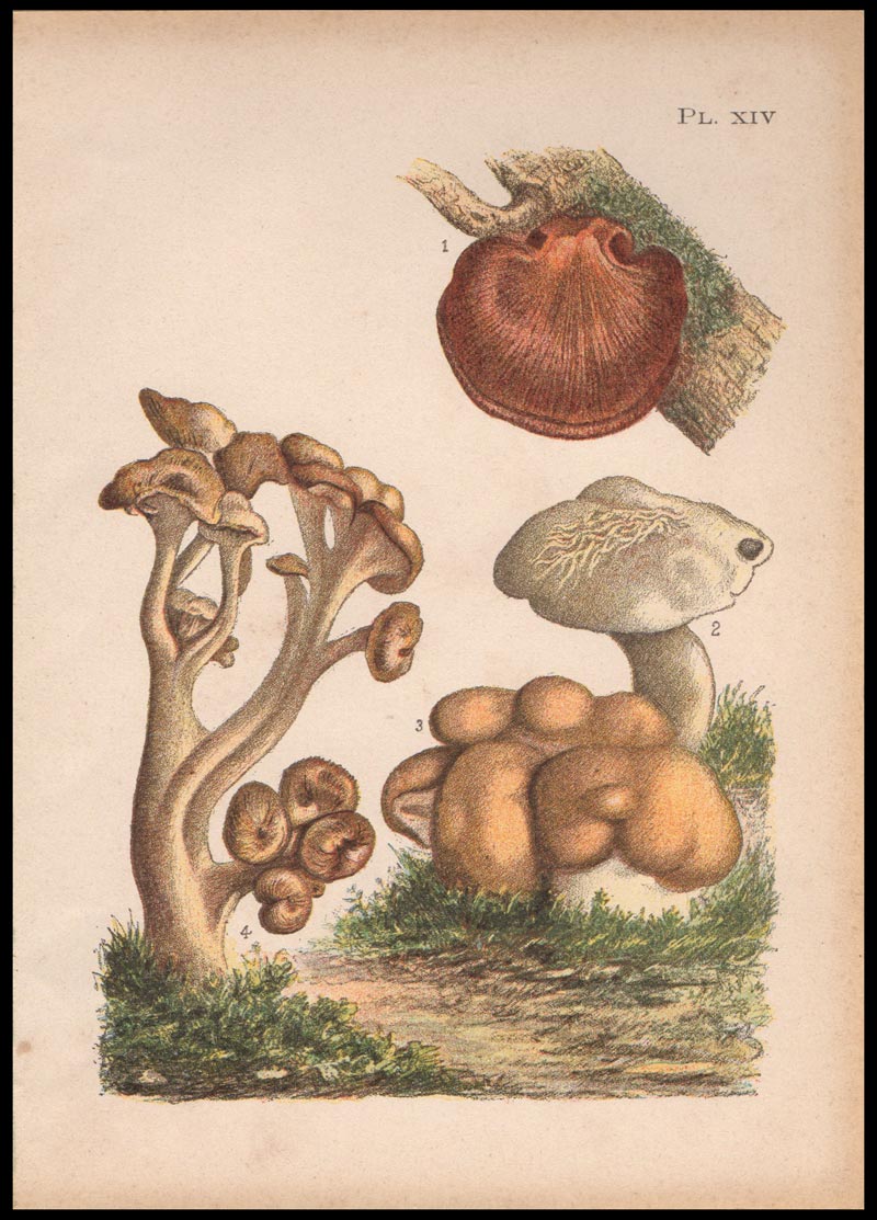 stampa antica polyporus confluens