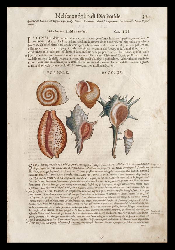 stampa antica conchiglie porpore mattioli