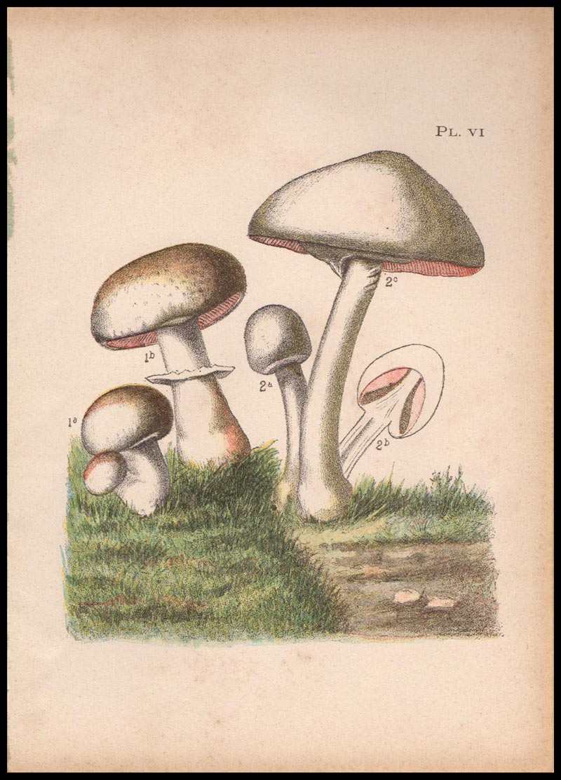 stampa antica psalliota campetris