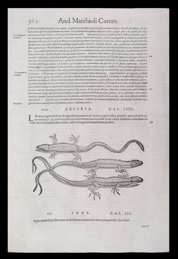 stampa antica ragni mattioli stampa antica ragni