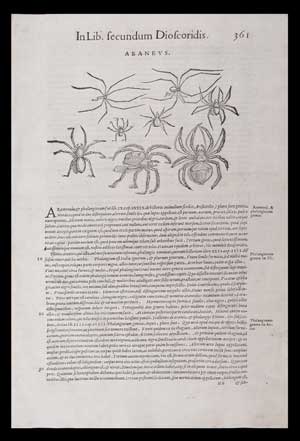 stampa antica ragni