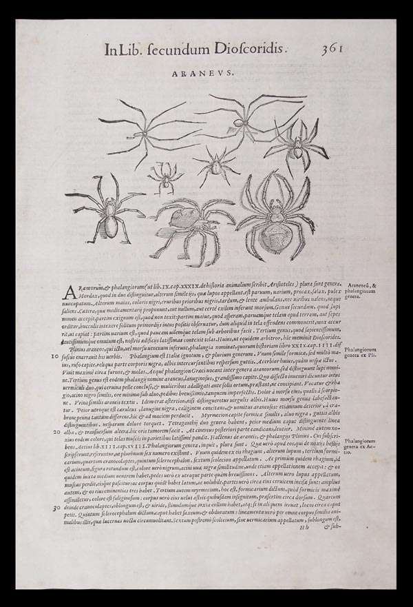 stampa antica ragni