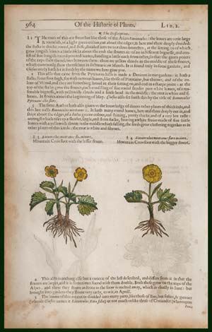 stampa antica ranunculus montanus