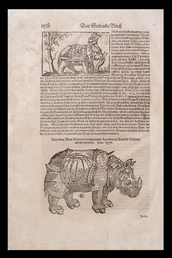 stampa antica rinoceronte dürer