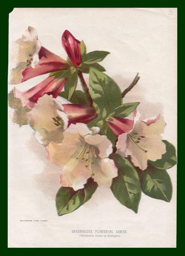 stampa antica rododendro