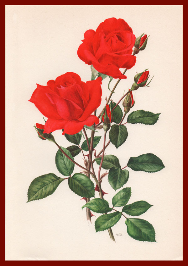 stampa antica rose
