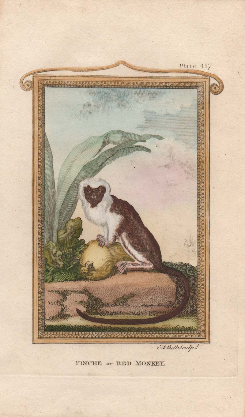 stampa antica scimmia tamarino edipo stampa scimmia tamarino edipo