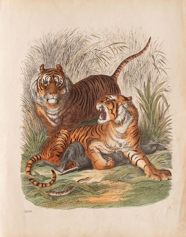 stampa antica tigre