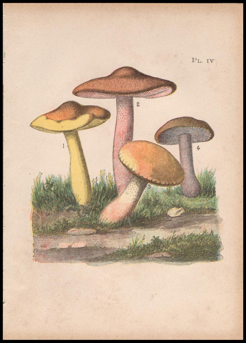 stampa antica tricholoma russola