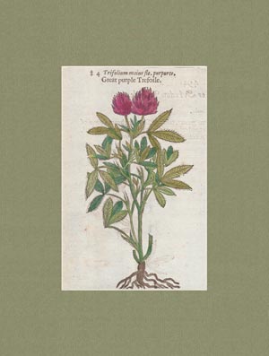 stampa antica trifolium