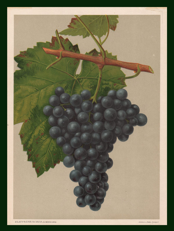 stampa antica uva nera