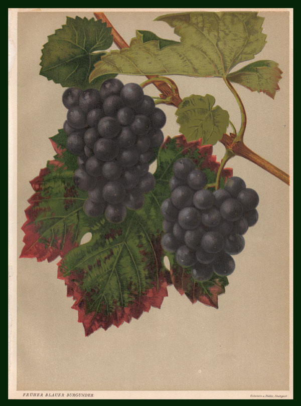 stampa antica uva nera burgunder