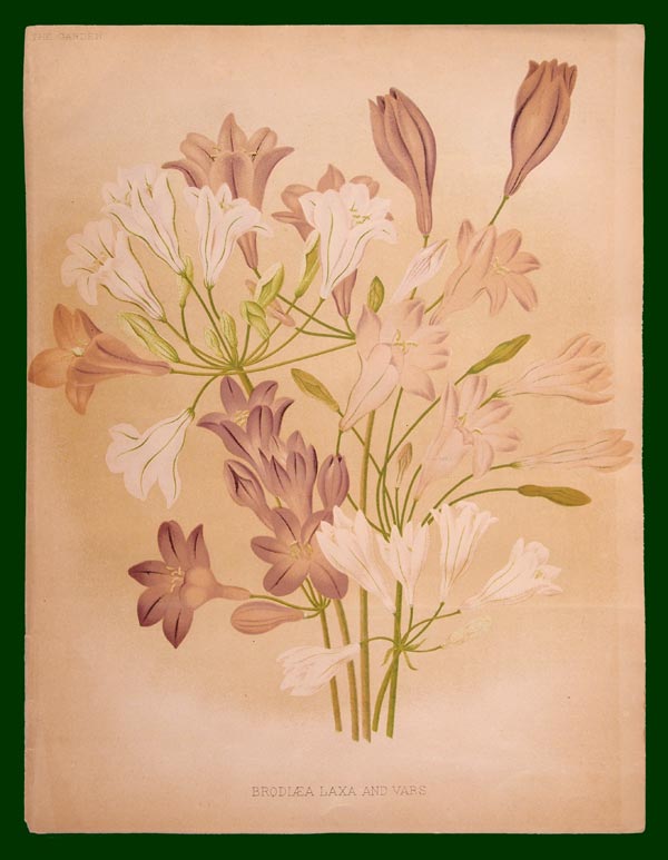 stampa antica fiori