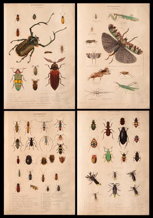 stampe antiche insetti