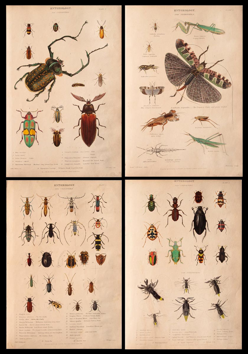 stampe antiche inglesi insetti