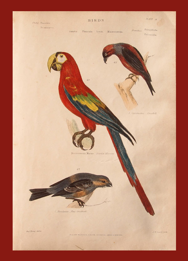 stampa antica pappagalli