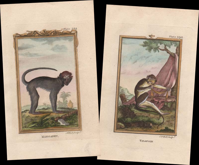 stampe antiche scimmie africa