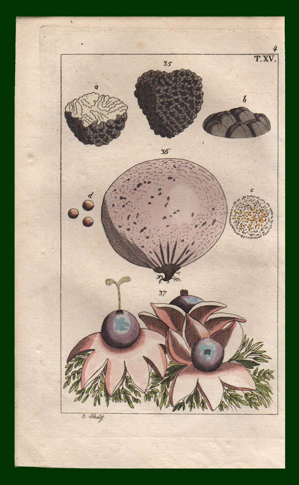 stampa antica funghi tartufo