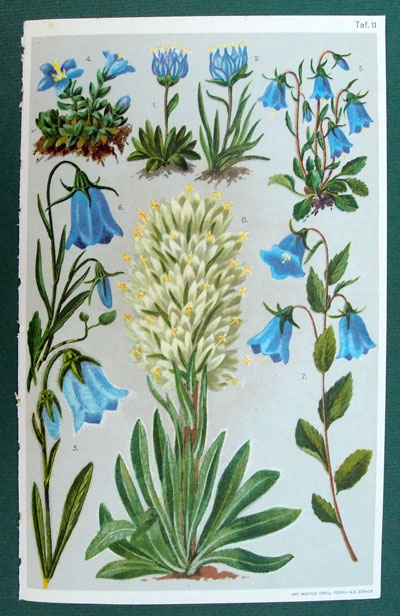 stampa antica campanula montagna