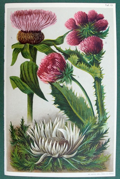 stampa antica cardo montagna