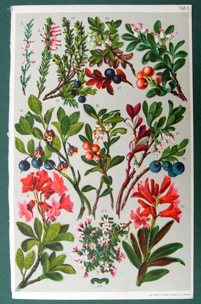 stampa antica ginepro
