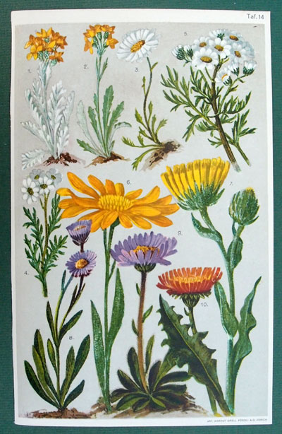 stampa antica arnica montagna