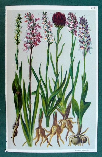 stampa antica orchidee montagna