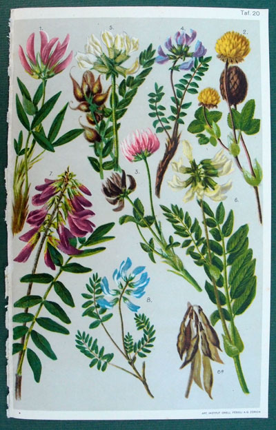 stampa antica leguminose montagna
