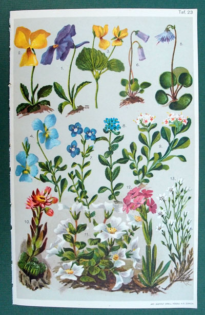 stampa antica fiori montagna viola