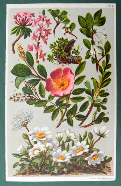 stampa antica fiori montagna