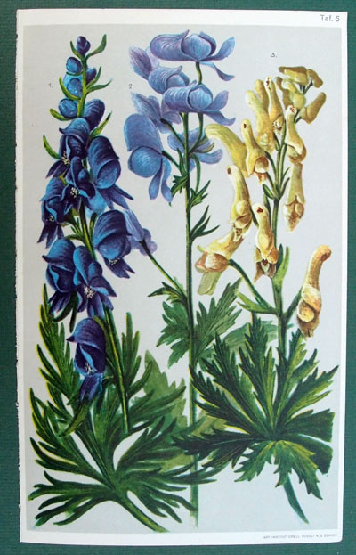 stampa antica acconito