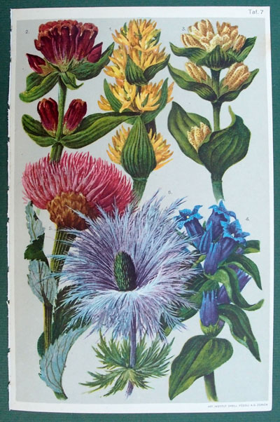 stampa antica genziana schröter