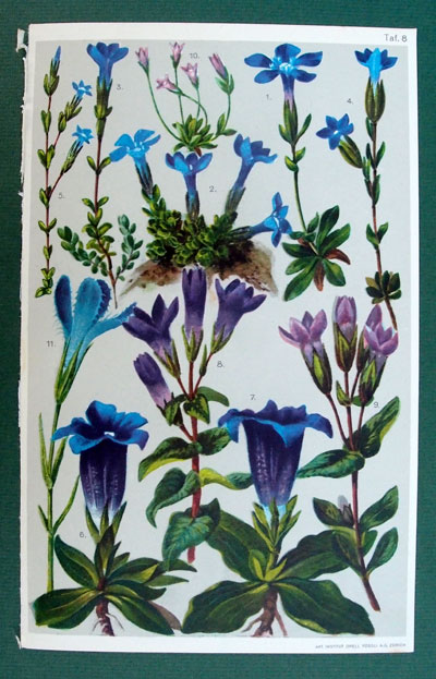 stampa antica genziane schröter