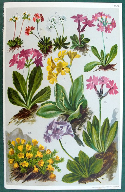 stampa antica primula androsace
