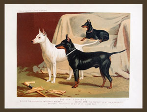 english terriers