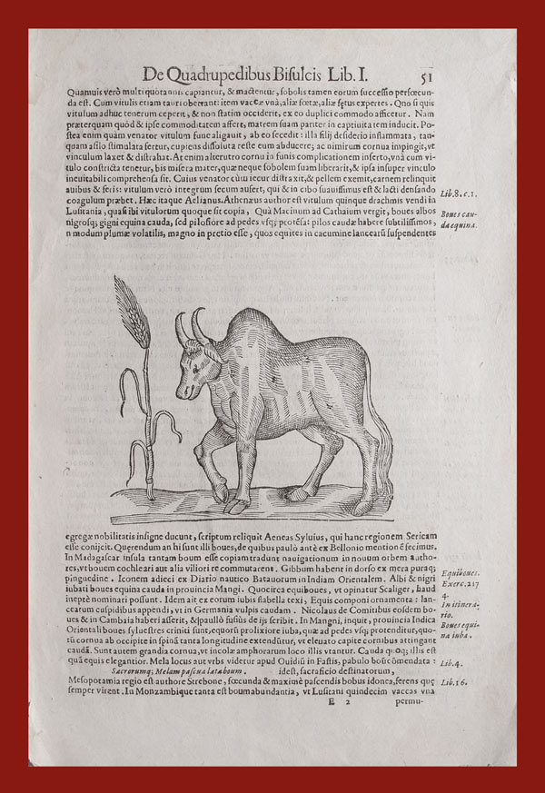 stampa antica toro