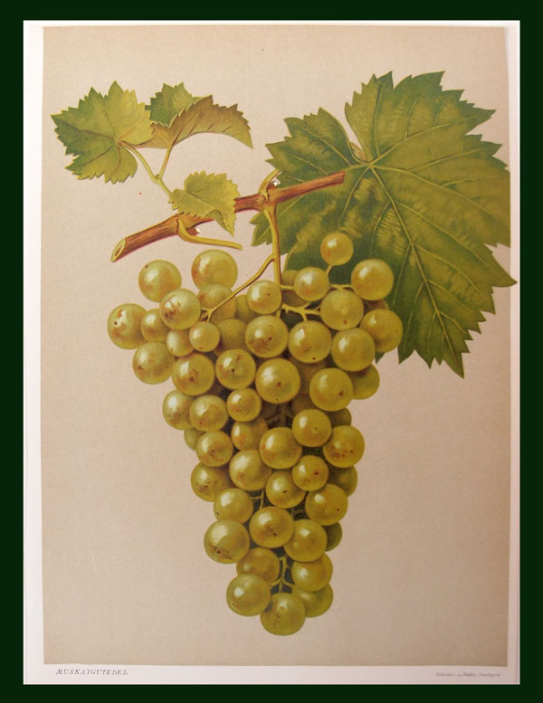 stampa antica uva bianca