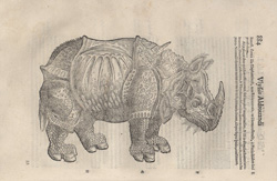 rinoceronte di ulisse aldrovandi rinoceronte