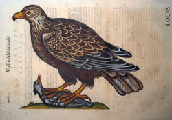 rapace di ulisse aldrovandi rapace