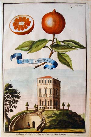 Volkamer agrumi