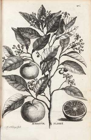 stampa antica arancio sterbeeck arancio sterbeeck