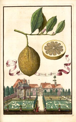 limone nürnbergische volkamer limone volkamer