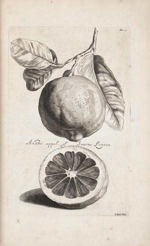 stampa antica limoni commelyn limoni commelyn